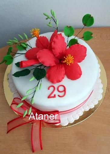 ibišek (4)